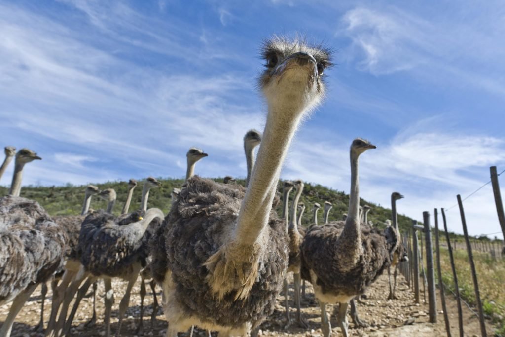 Ostriches on a farm. The Edgewood, B.C. flock has been under a federal cull order since December 2024.