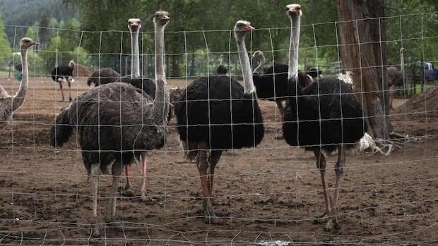 The Supreme Court of Canada, which dismissed the ostrich farm's appeal.