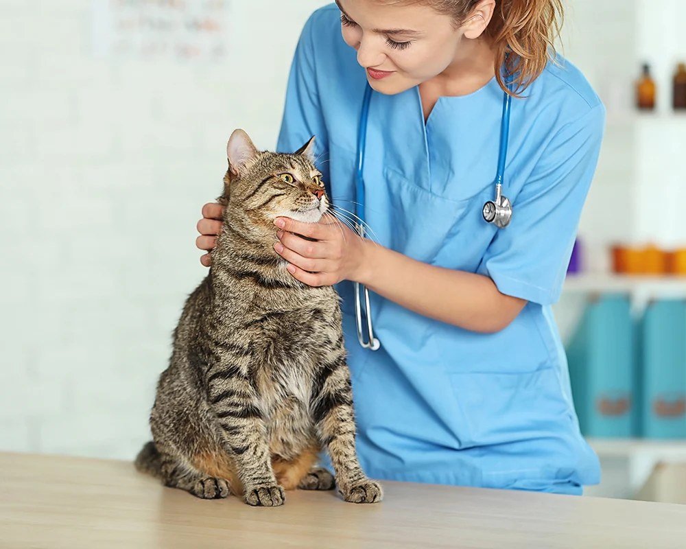 A cat being examined at a veterinary clinic. A deadly feline disease outbreak has killed 20 cats in Rivière-du-Loup, Quebec.