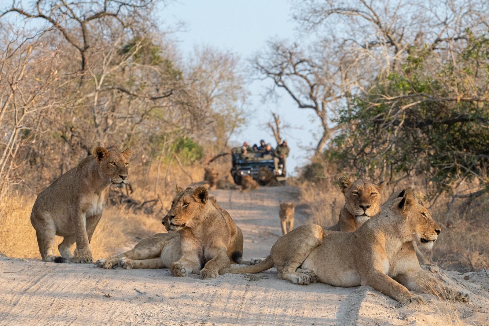 Wildlife in Kruger National Park, South Africa, in file imagery.