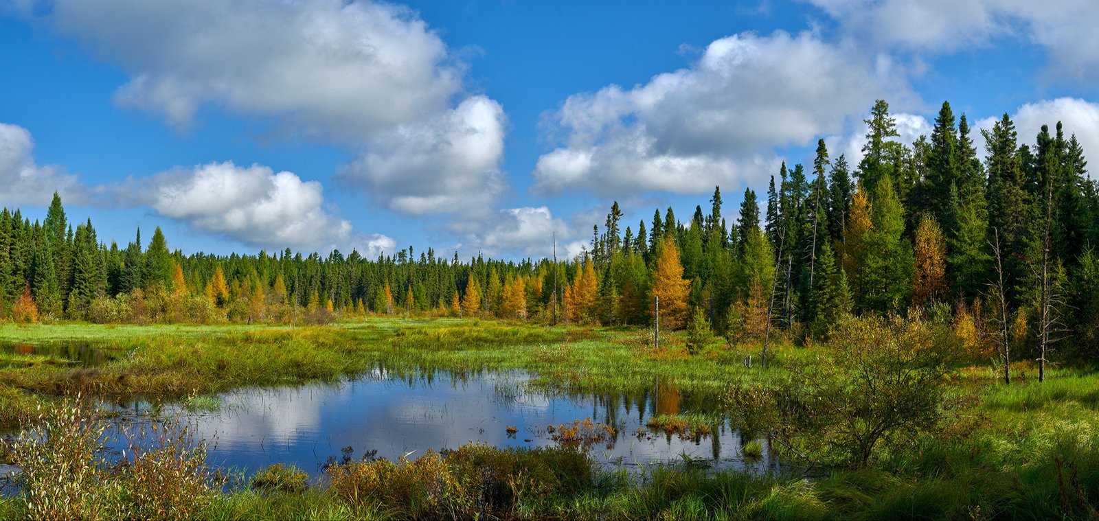 Boreal forest and peatlands south of Kapuskasing, an area larger than Toronto, will be protected from industrial development.