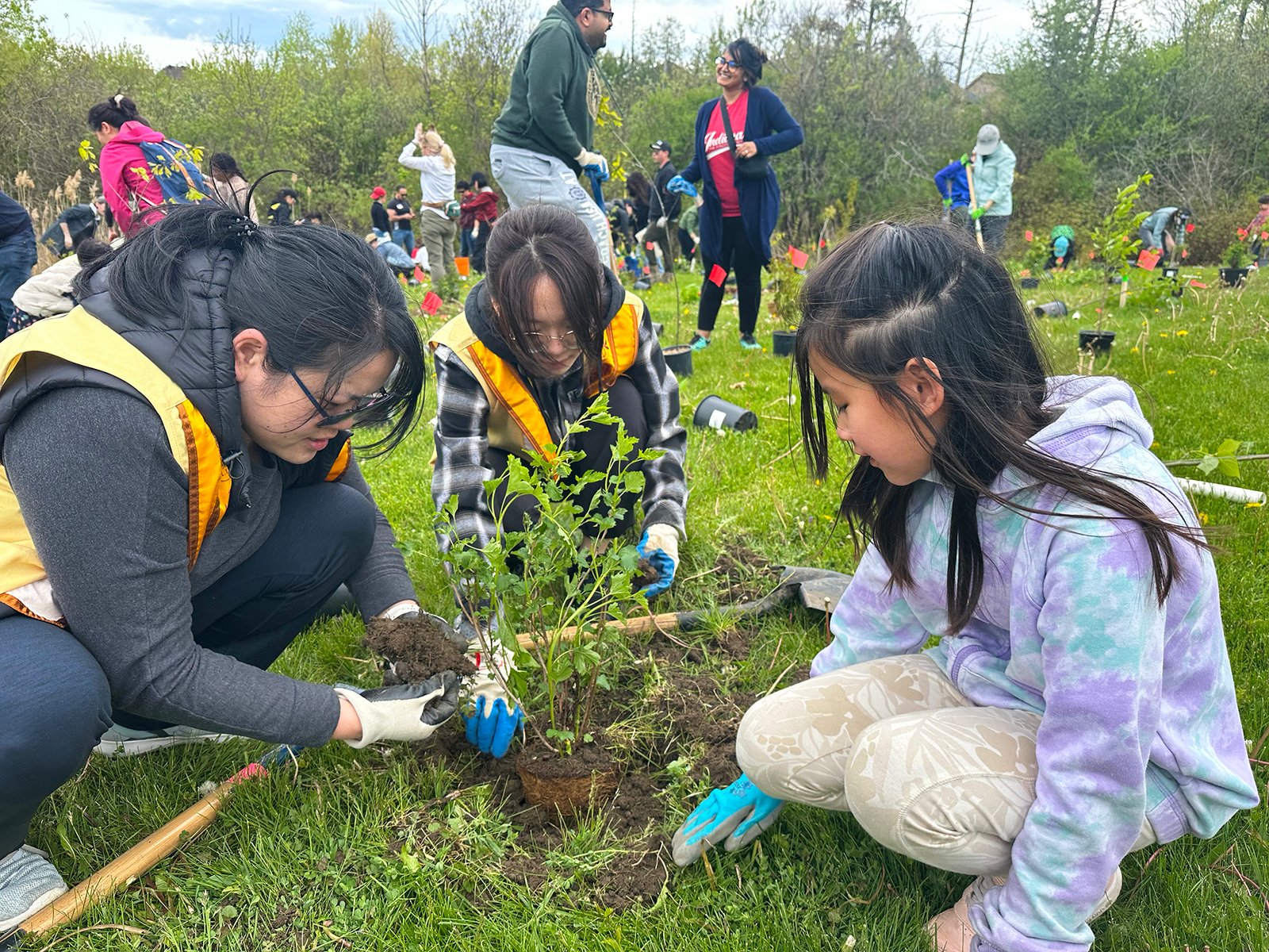 Toronto's Tree of the Year vote invites kids under 18 to choose among five native species.