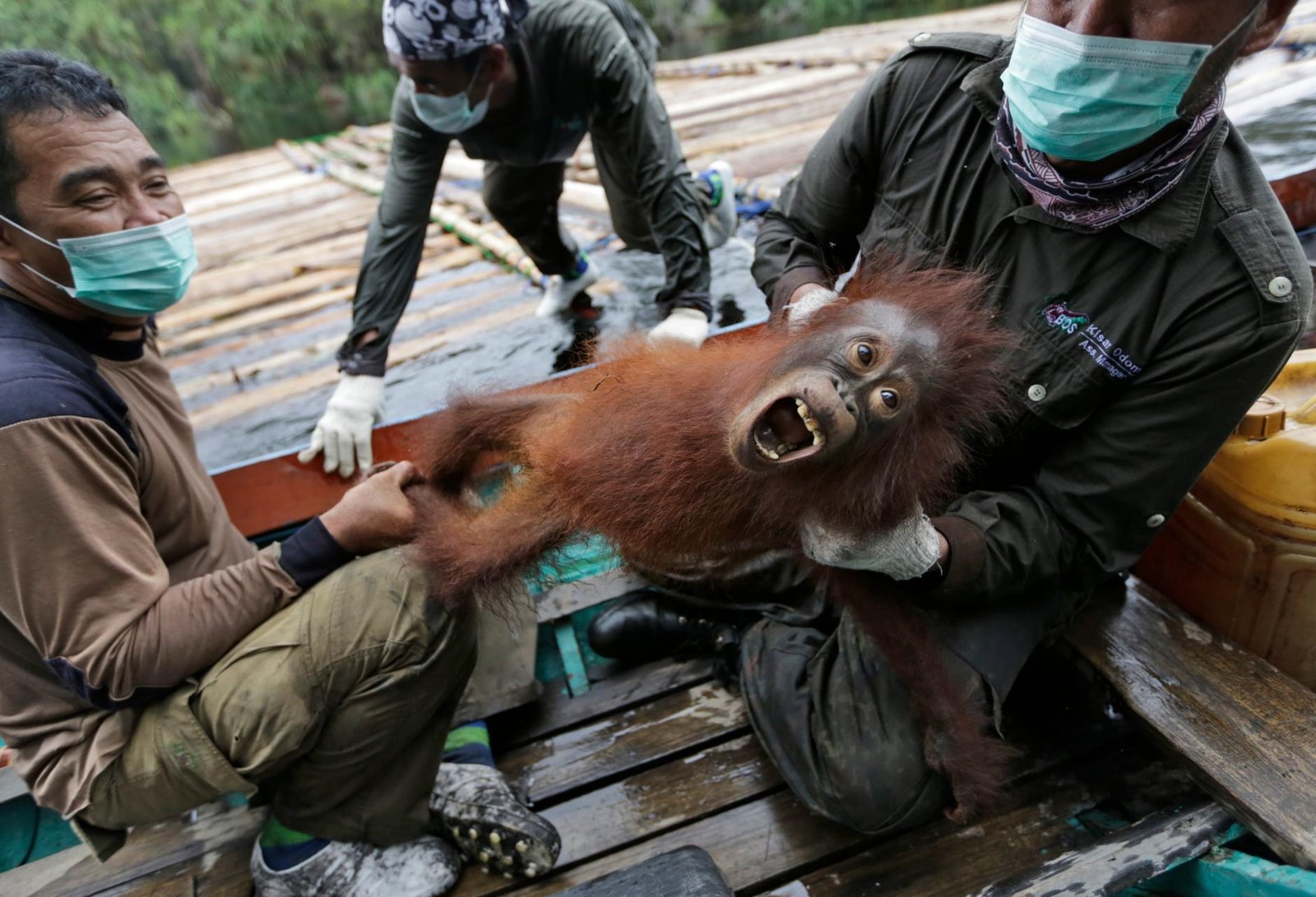 An orangutan rescued from wildfire-affected forest in Kalimantan, Indonesia. (File photo)